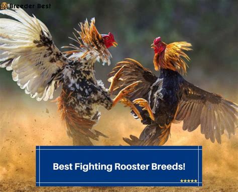 fighting rooster breeds|17 Best Fighting Rooster Breeds! (2024) .